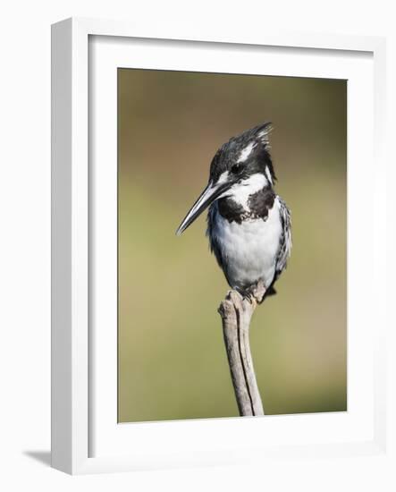Pied Kingfisher (Ceryle Rudis), Intaka Island, Cape Town, South Africa, Africa-Ann & Steve Toon-Framed Photographic Print