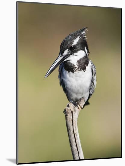 Pied Kingfisher (Ceryle Rudis), Intaka Island, Cape Town, South Africa, Africa-Ann & Steve Toon-Mounted Photographic Print