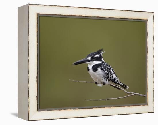 Pied Kingfisher (Ceryle Rudis), Kruger National Park, South Africa, Africa-James Hager-Framed Premier Image Canvas