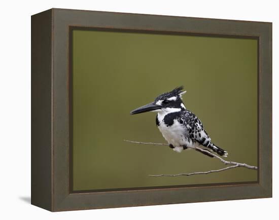 Pied Kingfisher (Ceryle Rudis), Kruger National Park, South Africa, Africa-James Hager-Framed Premier Image Canvas