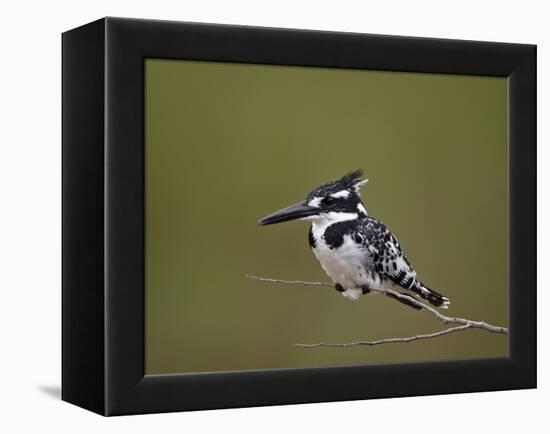 Pied Kingfisher (Ceryle Rudis), Kruger National Park, South Africa, Africa-James Hager-Framed Premier Image Canvas