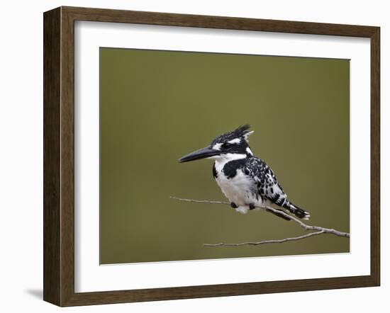 Pied Kingfisher (Ceryle Rudis), Kruger National Park, South Africa, Africa-James Hager-Framed Photographic Print