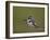 Pied Kingfisher (Ceryle Rudis), Kruger National Park, South Africa, Africa-James Hager-Framed Photographic Print