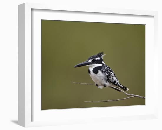 Pied Kingfisher (Ceryle Rudis), Kruger National Park, South Africa, Africa-James Hager-Framed Photographic Print