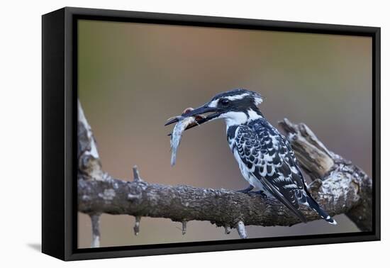 Pied Kingfisher (Ceryle Rudis) with a Fish, Kruger National Park, South Africa, Africa-James Hager-Framed Premier Image Canvas