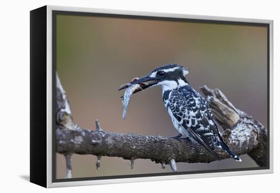 Pied Kingfisher (Ceryle Rudis) with a Fish, Kruger National Park, South Africa, Africa-James Hager-Framed Premier Image Canvas