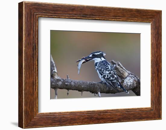 Pied Kingfisher (Ceryle Rudis) with a Fish, Kruger National Park, South Africa, Africa-James Hager-Framed Photographic Print