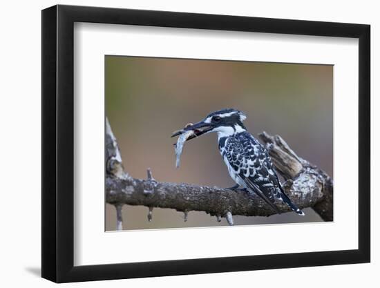 Pied Kingfisher (Ceryle Rudis) with a Fish, Kruger National Park, South Africa, Africa-James Hager-Framed Photographic Print