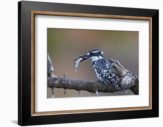 Pied Kingfisher (Ceryle Rudis) with a Fish, Kruger National Park, South Africa, Africa-James Hager-Framed Photographic Print