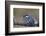 Pied Kingfisher (Ceryle Rudis) with a Fish, Kruger National Park, South Africa, Africa-James Hager-Framed Photographic Print