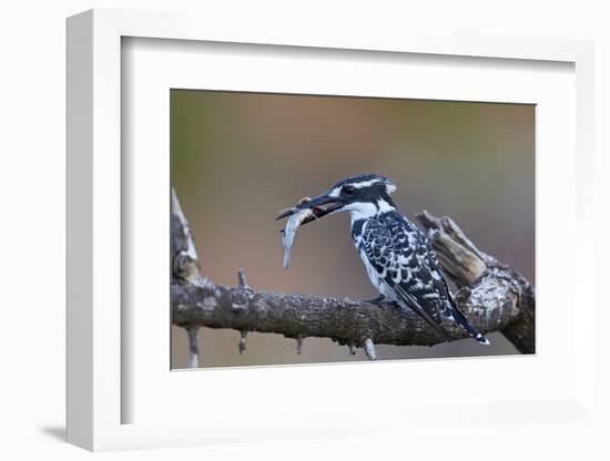 Pied Kingfisher (Ceryle Rudis) with a Fish, Kruger National Park, South Africa, Africa-James Hager-Framed Photographic Print