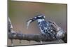 Pied Kingfisher (Ceryle Rudis) with a Fish, Kruger National Park, South Africa, Africa-James Hager-Mounted Photographic Print