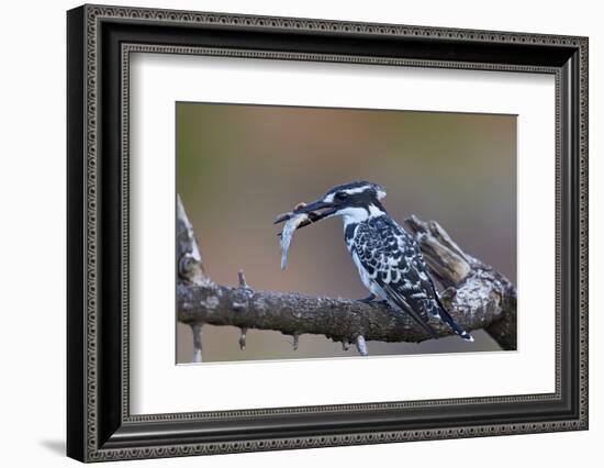 Pied Kingfisher (Ceryle Rudis) with a Fish, Kruger National Park, South Africa, Africa-James Hager-Framed Photographic Print