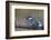 Pied Kingfisher (Ceryle Rudis) with a Fish, Kruger National Park, South Africa, Africa-James Hager-Framed Photographic Print