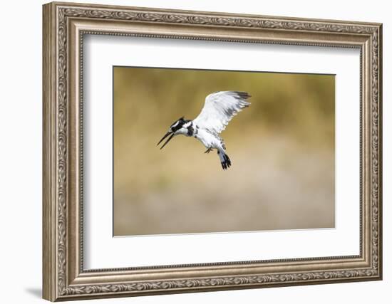 Pied Kingfisher, Chobe National Park, Botswana-Paul Souders-Framed Photographic Print