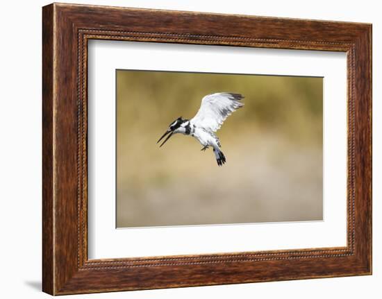 Pied Kingfisher, Chobe National Park, Botswana-Paul Souders-Framed Photographic Print