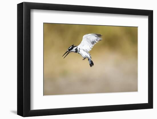 Pied Kingfisher, Chobe National Park, Botswana-Paul Souders-Framed Photographic Print