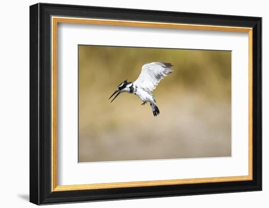 Pied Kingfisher, Chobe National Park, Botswana-Paul Souders-Framed Photographic Print