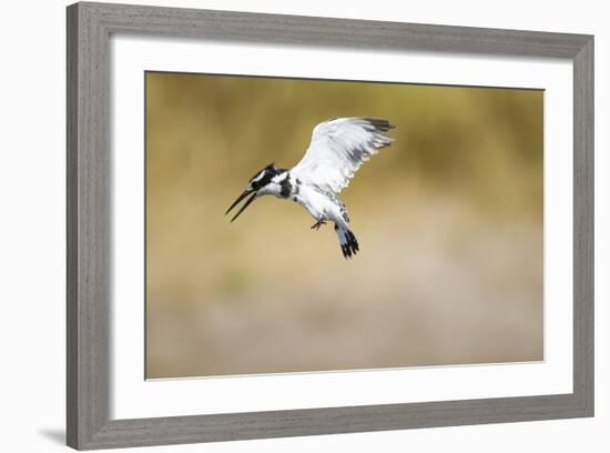 Pied Kingfisher, Chobe National Park, Botswana-Paul Souders-Framed Photographic Print