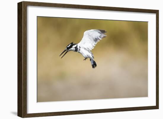 Pied Kingfisher, Chobe National Park, Botswana-Paul Souders-Framed Photographic Print