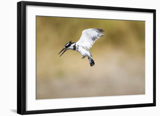 Pied Kingfisher, Chobe National Park, Botswana-Paul Souders-Framed Photographic Print