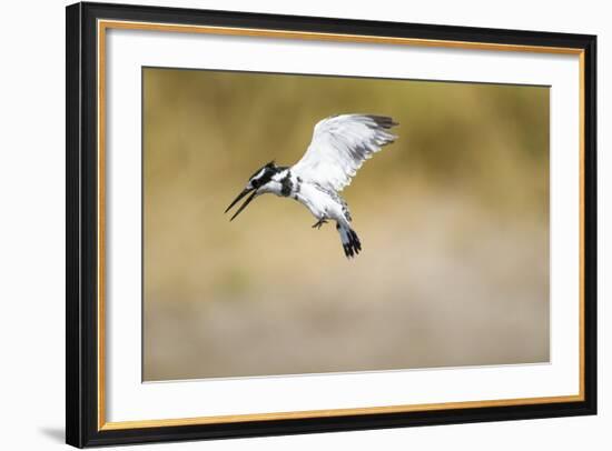 Pied Kingfisher, Chobe National Park, Botswana-Paul Souders-Framed Photographic Print