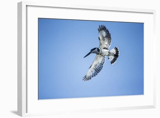 Pied Kingfisher, Chobe National Park, Botswana-Paul Souders-Framed Photographic Print