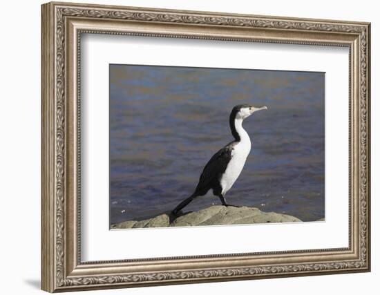 Pied shag (Phalacrocorax varius), Kaikoura, Canterbury, South Island, New Zealand, Pacific-Ruth Tomlinson-Framed Photographic Print