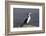 Pied shag (Phalacrocorax varius), Kaikoura, Canterbury, South Island, New Zealand, Pacific-Ruth Tomlinson-Framed Photographic Print