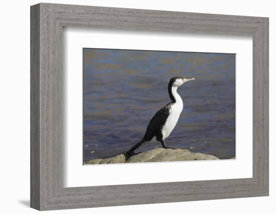 Pied shag (Phalacrocorax varius), Kaikoura, Canterbury, South Island, New Zealand, Pacific-Ruth Tomlinson-Framed Photographic Print