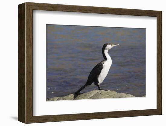 Pied shag (Phalacrocorax varius), Kaikoura, Canterbury, South Island, New Zealand, Pacific-Ruth Tomlinson-Framed Photographic Print