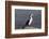 Pied shag (Phalacrocorax varius), Kaikoura, Canterbury, South Island, New Zealand, Pacific-Ruth Tomlinson-Framed Photographic Print