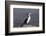 Pied shag (Phalacrocorax varius), Kaikoura, Canterbury, South Island, New Zealand, Pacific-Ruth Tomlinson-Framed Photographic Print