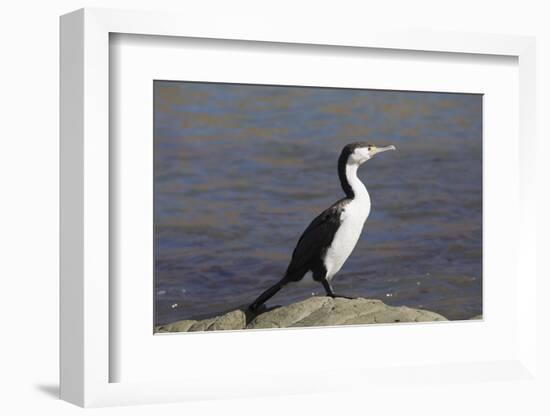 Pied shag (Phalacrocorax varius), Kaikoura, Canterbury, South Island, New Zealand, Pacific-Ruth Tomlinson-Framed Photographic Print