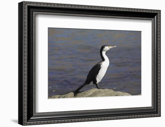 Pied shag (Phalacrocorax varius), Kaikoura, Canterbury, South Island, New Zealand, Pacific-Ruth Tomlinson-Framed Photographic Print