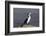 Pied shag (Phalacrocorax varius), Kaikoura, Canterbury, South Island, New Zealand, Pacific-Ruth Tomlinson-Framed Photographic Print