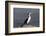 Pied shag (Phalacrocorax varius), Kaikoura, Canterbury, South Island, New Zealand, Pacific-Ruth Tomlinson-Framed Photographic Print