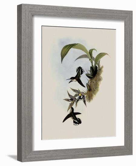 Pied-Tailed Hummingbird, Phlogophilus Hemileucurus-John Gould-Framed Giclee Print