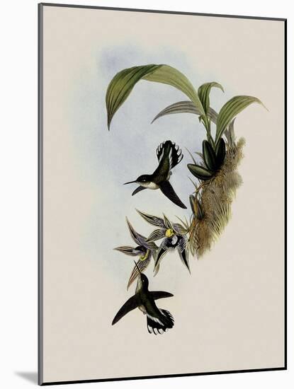 Pied-Tailed Hummingbird, Phlogophilus Hemileucurus-John Gould-Mounted Giclee Print