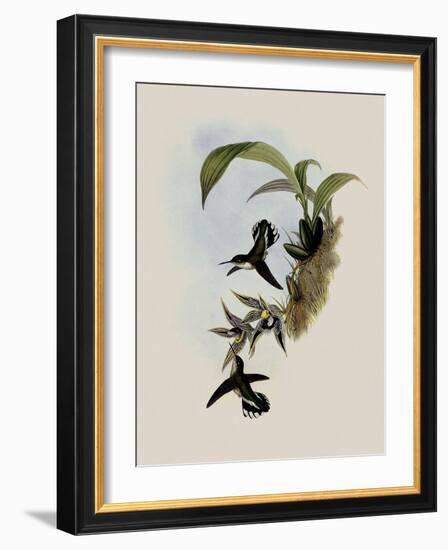 Pied-Tailed Hummingbird, Phlogophilus Hemileucurus-John Gould-Framed Giclee Print