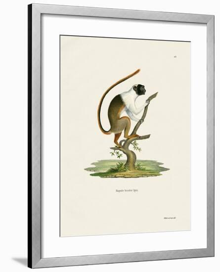 Pied Tamarin-null-Framed Giclee Print