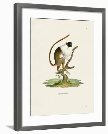 Pied Tamarin-null-Framed Giclee Print