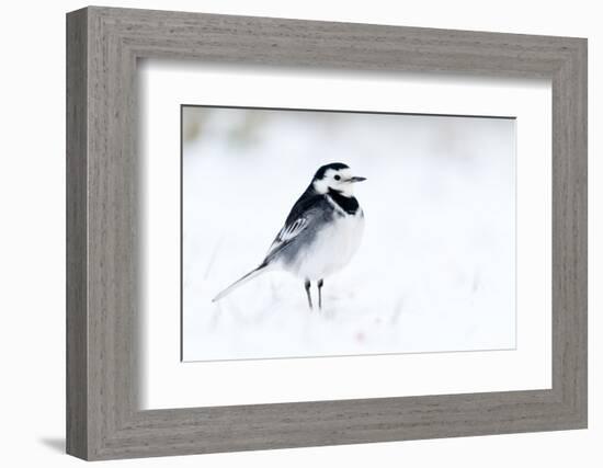 Pied Wagtail in snow, nr Bradworthy, Devon, UK-Ross Hoddinott-Framed Photographic Print