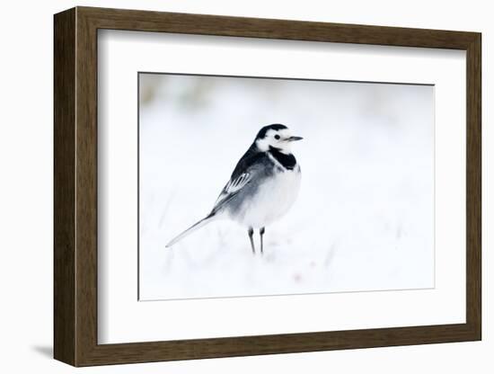 Pied Wagtail in snow, nr Bradworthy, Devon, UK-Ross Hoddinott-Framed Photographic Print