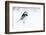 Pied Wagtail in snow, nr Bradworthy, Devon, UK-Ross Hoddinott-Framed Photographic Print