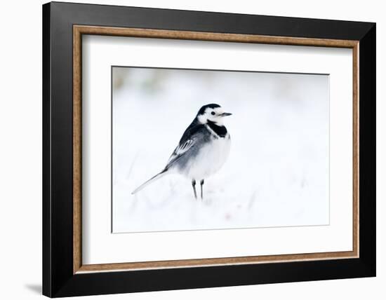 Pied Wagtail in snow, nr Bradworthy, Devon, UK-Ross Hoddinott-Framed Photographic Print