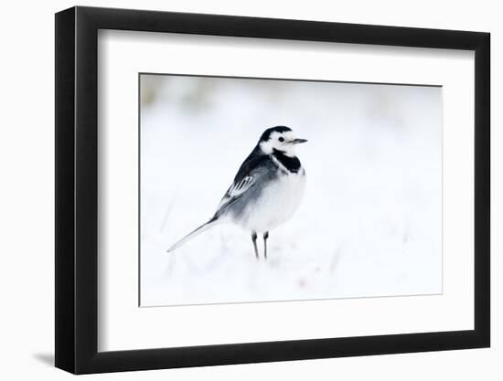 Pied Wagtail in snow, nr Bradworthy, Devon, UK-Ross Hoddinott-Framed Photographic Print