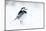 Pied Wagtail in snow, nr Bradworthy, Devon, UK-Ross Hoddinott-Mounted Photographic Print