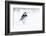 Pied Wagtail in snow, nr Bradworthy, Devon, UK-Ross Hoddinott-Framed Photographic Print