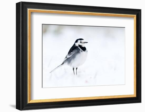 Pied Wagtail in snow, nr Bradworthy, Devon, UK-Ross Hoddinott-Framed Photographic Print